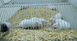 Figure 1: Swiss Albino mice in a cage of size 8” X 11”X 10”