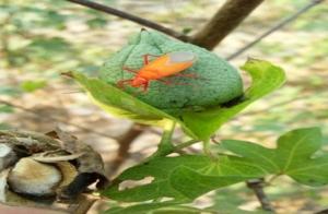 Figure 4: Red cotton bug destroying cotton boll