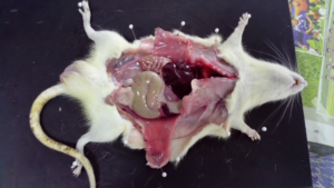 Figure 6: Removal of kidney from dissected albino mice for histological studies