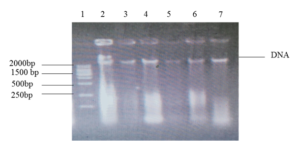 Figure 10: Representative photograph of genomic DNA extracted from ticks.