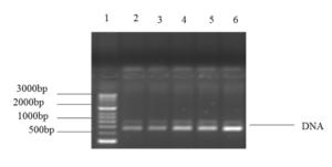 Figure 11: Representative photograph of PCR product of ticks
