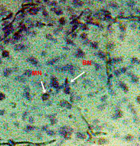 Figure 4.9 Micronucleus test and nuclear alterations, micronuclei (MN) and Binucleated nuclei (BN) observed in the blood of freshwater fish injected with di-methyl-phthalate
