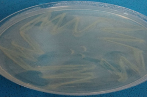 Figure 7b: Creamy white colony showing the growth of Enterococcus spp. and Staphylococcus from salivary gland of ticks on endo agar