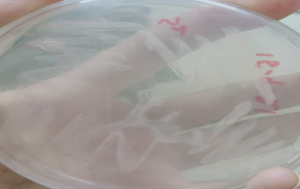 Figure 7d: White colony showing the growth of Bacillus from midgut on endo agar