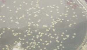 Figure 8c: Creamy   White and yellowish colony showing the growth of  Salmonella from midgut on sheep blood agar