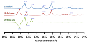 Figure 02: Calculated IR absorption spectra of Chl-b in gas phase. The labeled (upward) and unlabeled (middle) and their difference (downward) of Oxygen isotopic IR spectra are shown.