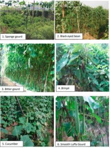 Figure 02: Collection of different vegetable sample
