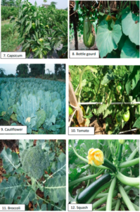 Figure 02: Collection of different vegetable sample