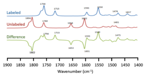 Figure 03: Calculated IR absorption spectra of Chl-b in gas phase. The labeled (upward) and unlabeled (middle) and their difference (downward) of Carbon isotopic IR spectra are shown.