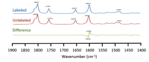 Figure 04: Calculated IR absorption spectra of Chl-b in gas phase. The labeled (upward) and unlabeled (middle) and their difference (downward) of Nitrogen isotopic IR spectra are shown