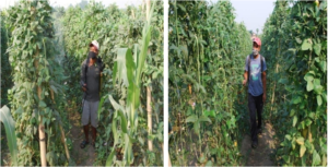 Figure 03: Farmers spraying insecticides