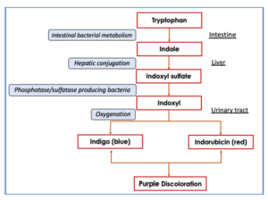 Diagram describing the pathogenesis of Purple Urine Bag Syndrome